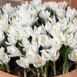 CROCUSJENDARC-image4
