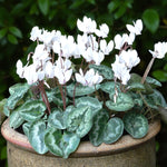 Cyclamen Hederifolium White in 9cm Pot