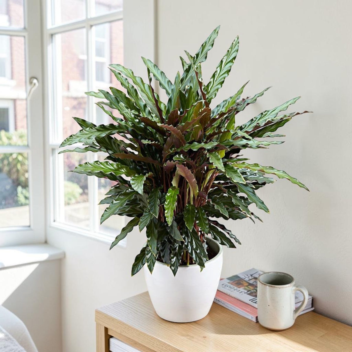 Calathea Rufibarba Elgergrass