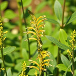 Chasmanthe Floribunda Duckittii
