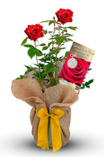 Coronation Rose Bush King Charles III Gift Wrapped image1
