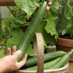 3 x Cucumber Plants in 9cm Pots - Femspot