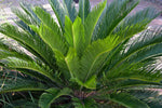 Cycas revoluta 'Sago Palm' image2