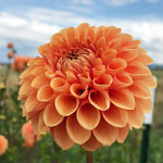 Close up of an orange ball dahlia with tightly packed petals spiralling from the centre, blooming outdoors against a soft focus garden background.