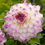 DAHLIAHAPT-dahlia hapet blue eyes summer flowering tuber - image1