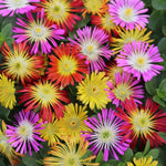 Close-up of a vibrant mix of Delosperma Ice Plant flowers in vivid shades of yellow, red, pink, and purple, with narrow daisy-like petals and lush green foliage.