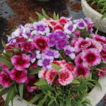 Vibrant assortment of mixed Sweet William Dianthus flowers in a decorative container, showcasing a range of colours from deep red and magenta to lavender, lilac, and soft pink, with finely fringed petals and lush green foliage.