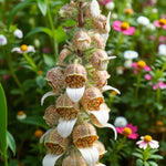 Digitalis Lanata Bare Root