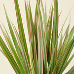 close up of dracaena bicolour dragon tree leaves