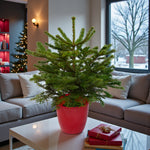 Nordmann Fir Pot Grown Christmas Tree