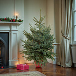 Blue Spruce Pot Grown Christmas Tree