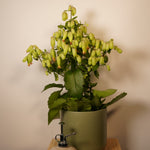 Kalanchoe Magic Bells