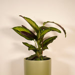 Calathea Majestica Princeps