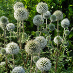 Echinops Snow King Bare Root
