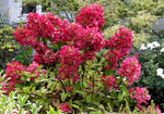 Hydrangea paniculata - 'Wim's Red' image1