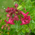 Detailed view of red, bell-shaped flowers of an Escallonia plant, featuring a small cluster of blooms against a backdrop of oval, green leaves.