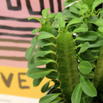 EUPHRIBATRIG-euphorbia trigona african milk tree succulent Indoor-image3v2