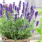 English_Lavender__68965