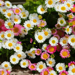 Cluster of pink and white erigeron flowers in garden.