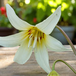 Close-up of Erythronium ‘White Beauty’ flower with wide white petals, yellow centre, and red markings, set against a natural garden background.