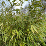 Dense clump of dwarf fountain bamboo with long, narrow green leaves gently arching in various directions.