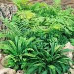 Hardy Fern Plant Mix image1