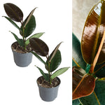 two ficus melany rubber plant in grey pot on white background