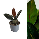 single ficus robusta rubber plant in grey pot on white background