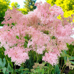 Filipendula Venusta Bare Root