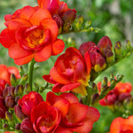 FRESIADBLRED-freesia double red summer flowering bulbs - image1
