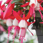 Close-up shot of a hanging fuchsia flower with red and white petals, highlighting the flower's delicate structure and pink stamens.
