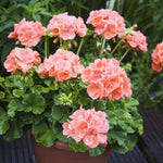 Lush salmon-coloured zonal geraniums flowering in a terracotta pot, surrounded by dark green foliage and set against a garden backdrop.
