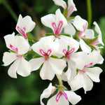 close up image of white flowering ivy geranium with pink centres