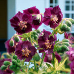 Geranium Samobor Bare Root