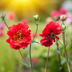 Geum Mrs Bradshaw Bare Root