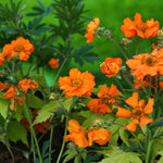 Geum Prinses Juliana Bare Root