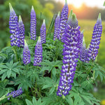 Lupinus The Governor Bare Root