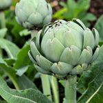 Green Globe Artichoke Plant