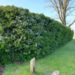 Hawthorn Hedging