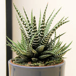 HAWTHZEBRASUC-haworthia fasciata big band little zebra Indoor-image4v2