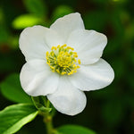Helleborus Niger Bare Root