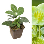 HELLWHITMARBL-1-hellebore christmas rose outdoor plant