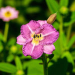 Hemerocallis Entrapment Bare Root