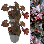HEUCHPALPUR1L-image2(2plants)