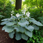 Hosta Bressingham Blue