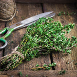 Herb Plant Mix For Culinary Use