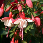 Close-up photo of fuchsia flowers with white petals and pink sepals, surrounded by green leaves.