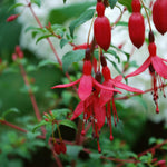 Close-up photo of vibrant red fuchsia flowers, with green leaves and a blurred white background.