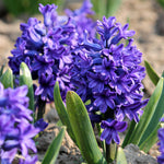Hyacinth Adrian Purple Bulbs image1