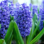 Hyacinth Blue Trophy Purple Bulbs image1
